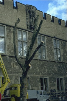 Baumf&auml;llungen in der K�lner Innenstadt